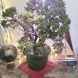 Jade bonsai