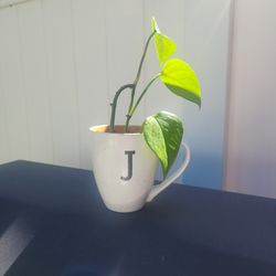 J .. Mug Planter W/ Real Plant 
