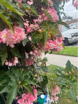 Angel win Plumeria easy to grow   five dollars a piesa