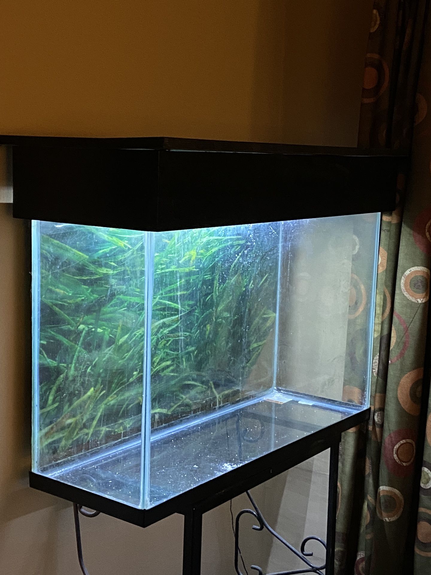 55 Gallon Tank With Stand 