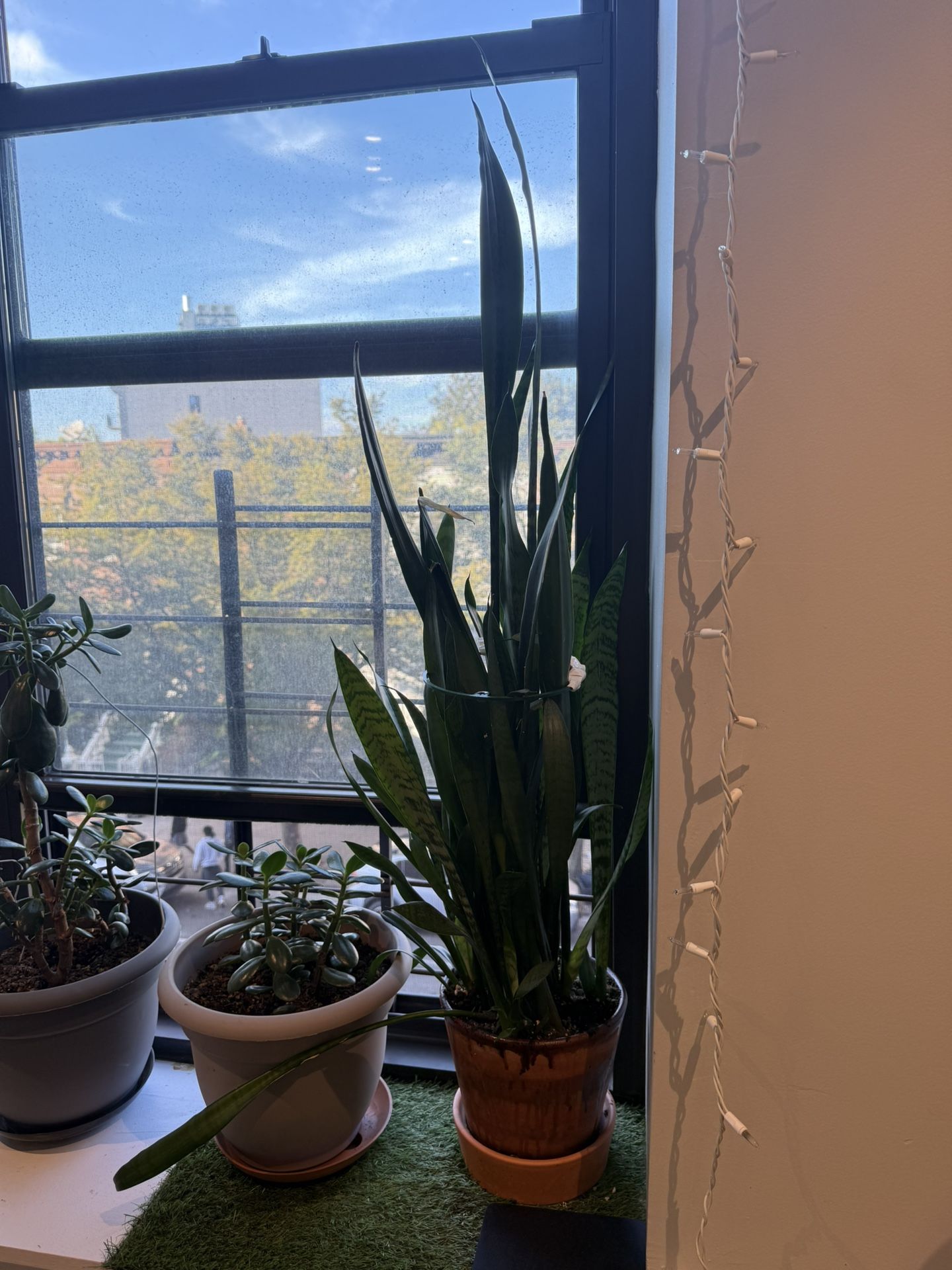 Large Snake Plant