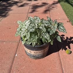plant