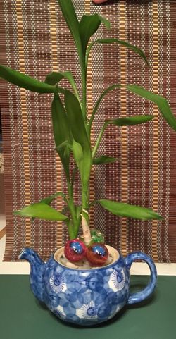 Lucky bamboo