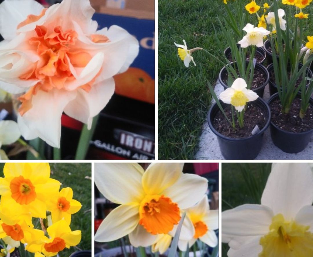 Daffodil plants$6 Each pot