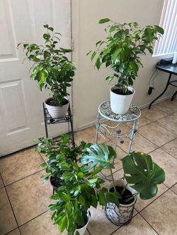 Plants for sale 20 each