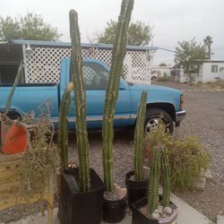 10 Foot Cactus Cuttings