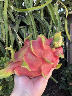 Organic Dragon Fruits