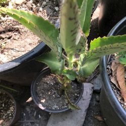 Calanchoe