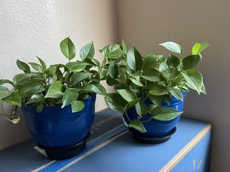 Indoor Plants $10 Each 