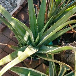 Sábila (Aloe Vera)
