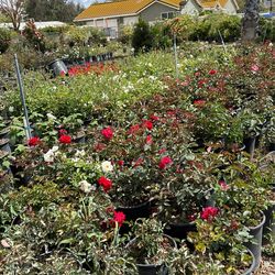 Roses