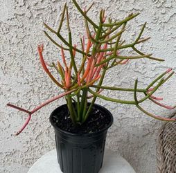 1 Gallon Pot Succulent Plant - Euphorbia Tirucalli - Fire Sticks - Red Pencil Tree - Rooted & Established - Drought Resistant 🪴