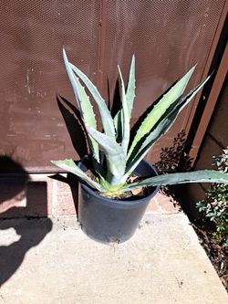 Blue Agave