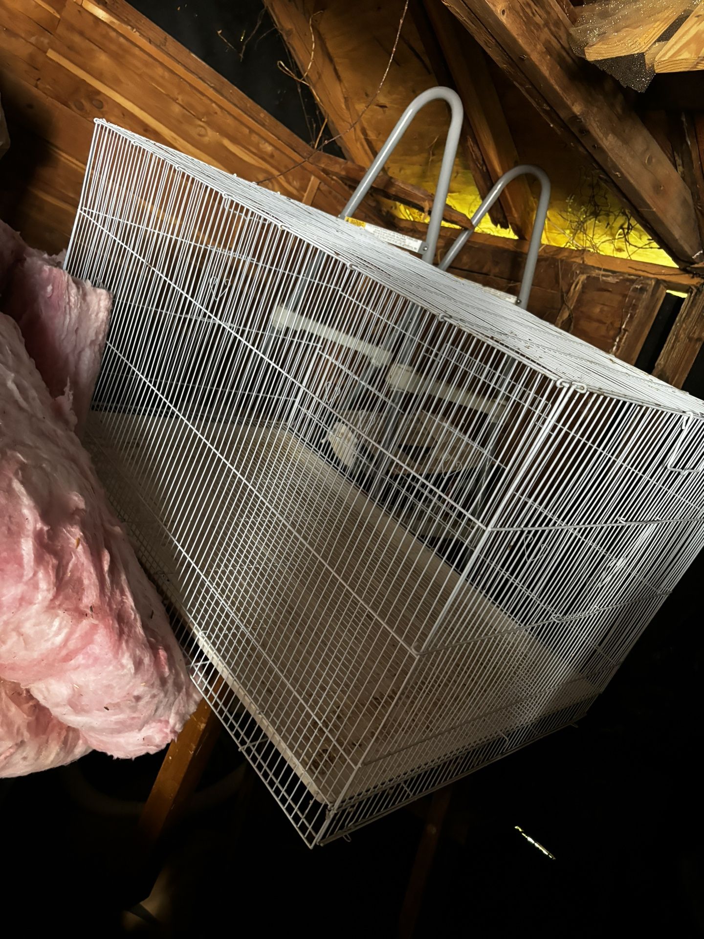 Bird Cage