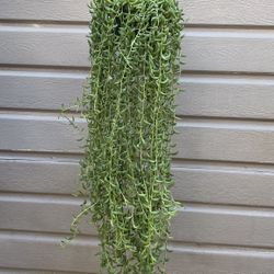 6” strings of bananas 