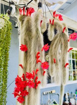MONKEY TAIL CACTUS HANGING PLANT- IN BLOOM & About 3 Feet Long