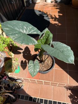 Alocasia Metalhead Potted Plant