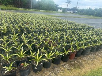 Beautiful false agave