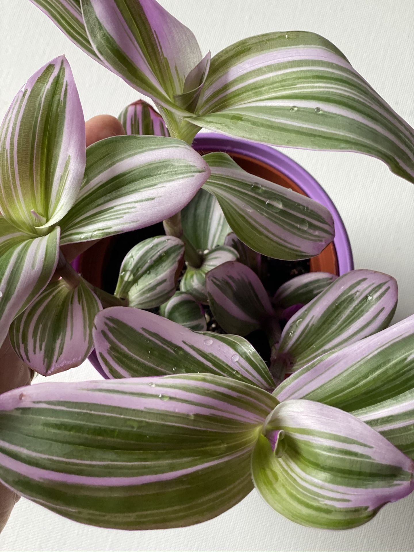 Tradescantia Nanouk Live Plant