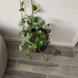 Plant With Stand