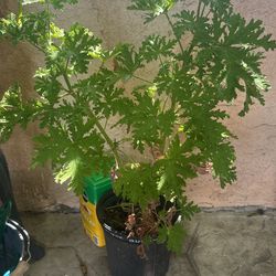 Citronella Un Gallon
