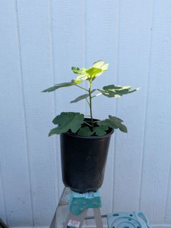 Fig Tree Plant in Black Nursery Pot