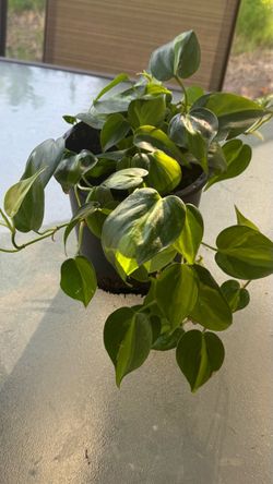 Philodendron Brasil-Tulare CA