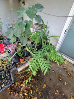 Fern Leaf Cactus epiphyllum