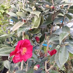 camelias Hermosas De Flor Grande Y Doble.