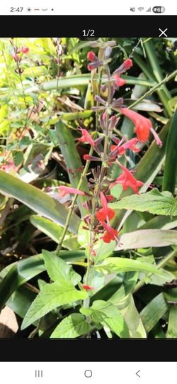 Native Rare Saliva for butterflies hummingbirds
