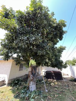 Trimming & Pruning