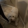 Junior