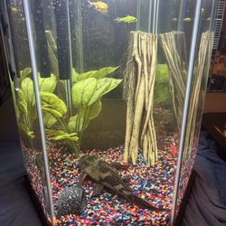 20 Gallon Fish Tank