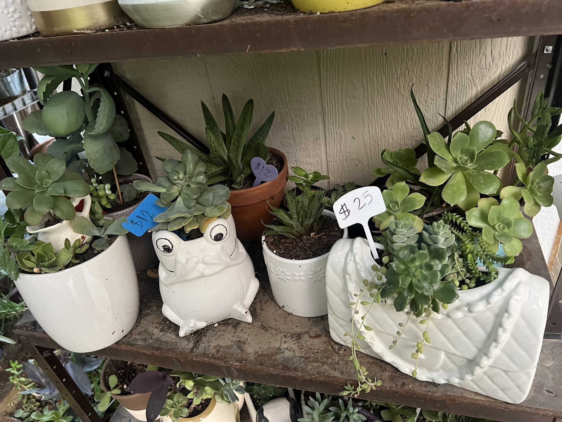 Many Cute Succulents