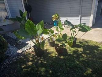 Elephant ear plants...