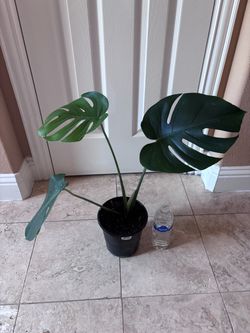 Beautiful and healthy living house plant - Monstera deliciosa 3 leaves
