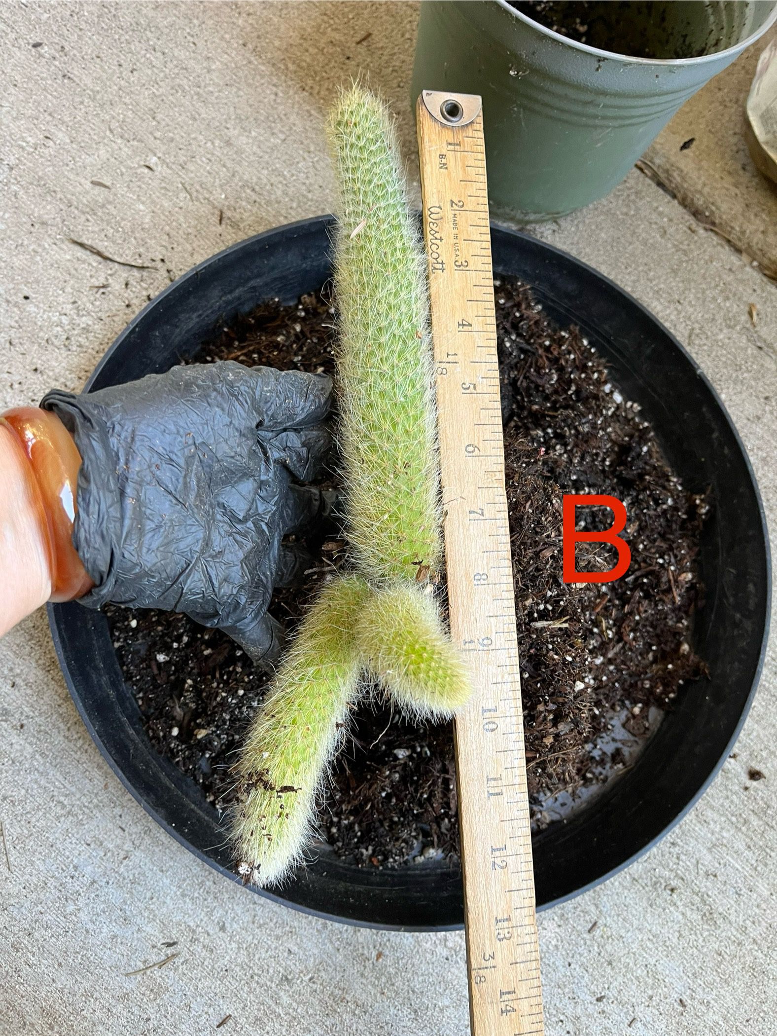 Monkey Tail Cactus Plant 