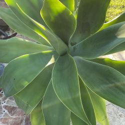 Foxtail Agave 