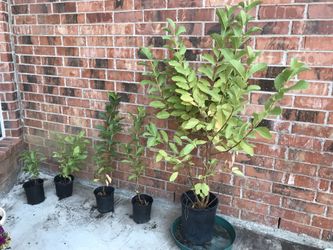 Guava tree and plants ask for prices