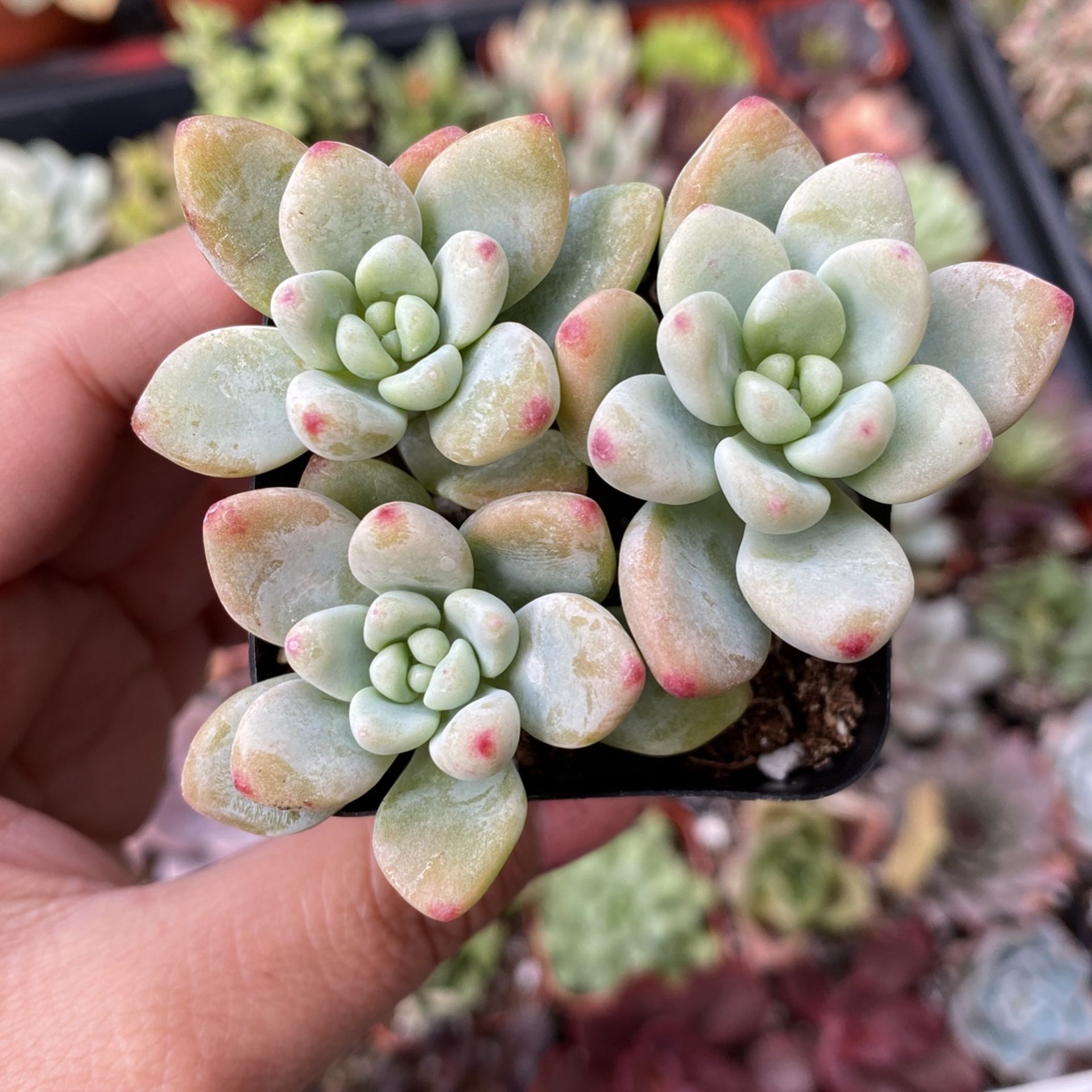 Sedum Clavatum Succulent