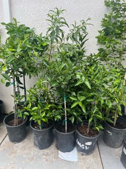 Plantas de mandarina disponible