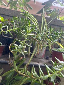 Suculenta
