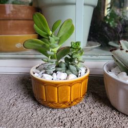 Succulent Arrangement