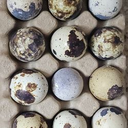 Quail & Chicken Eggs
