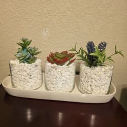 SUCCULENT PLANTERS WITH TRAY