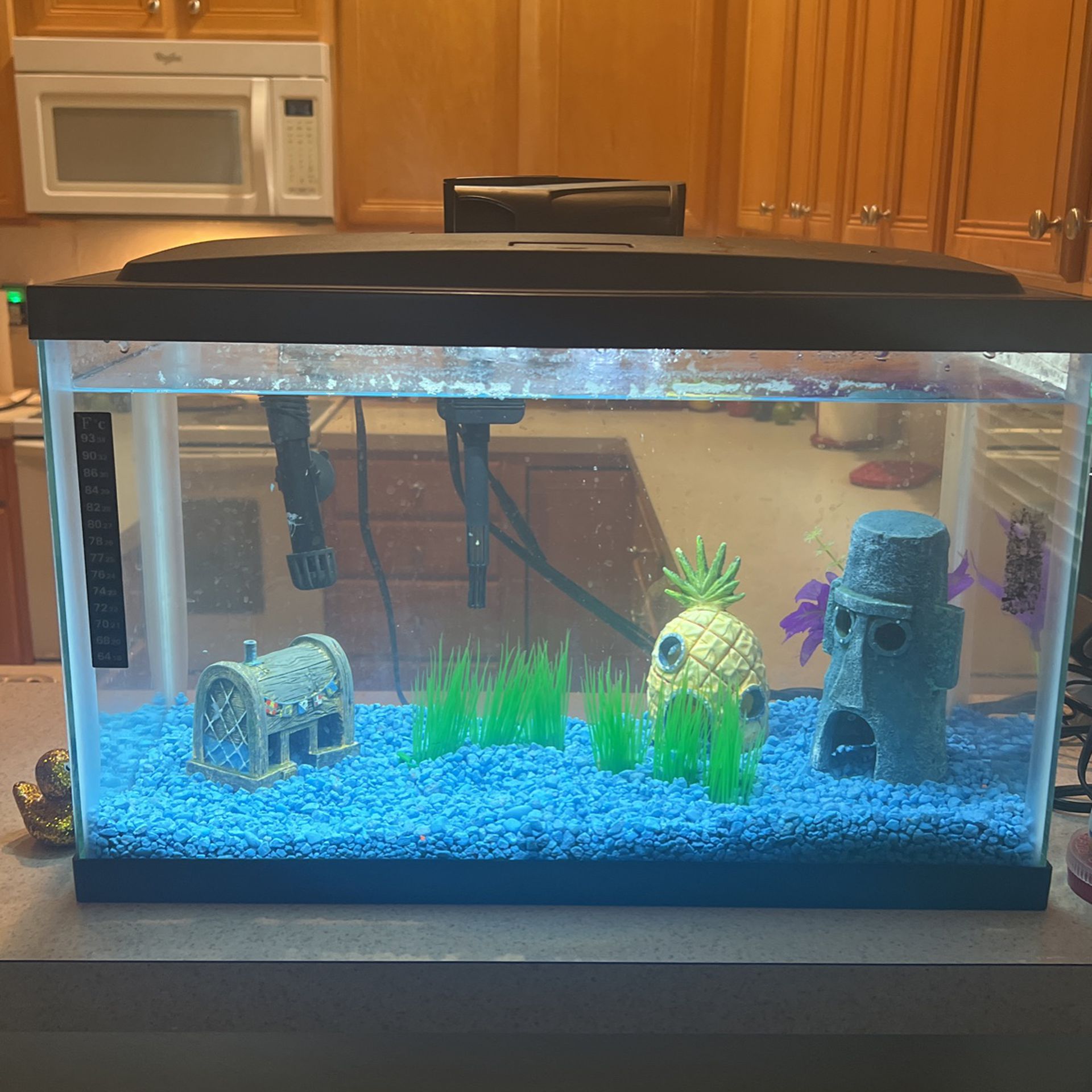 Full Fish Tank Setup