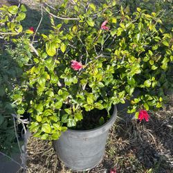 Pink Hibiscus