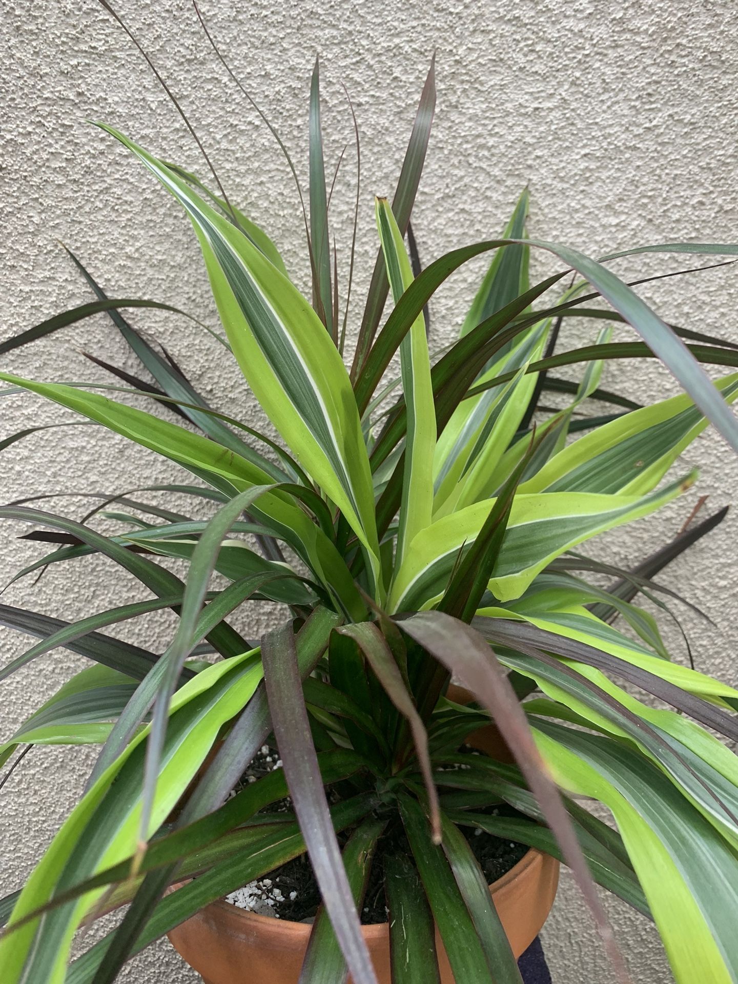 Combo Tropical Plant Yucca