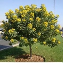 Cassia Tree 
