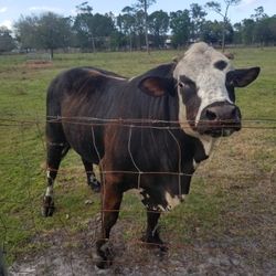 Bull